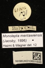 Monolepta mentaweiensis•All Rights ReservedMuseum Label