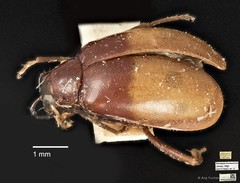 Monolepta mentaweiensis•&copy; Ang Yuchen•CC BY 4.0