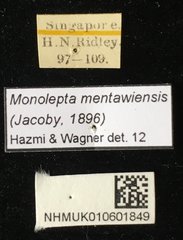 Monolepta mentaweiensis•All Rights ReservedMuseum Label
