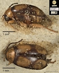 Monolepta signata•&copy; Ang Yuchen•CC BY 4.0