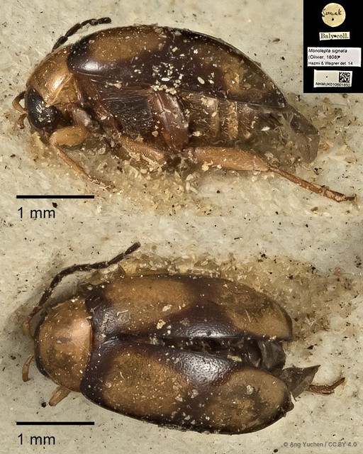 Monolepta signata•&copy; Ang Yuchen•CC BY 4.0