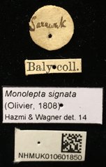 Monolepta signata•All Rights ReservedMuseum Label