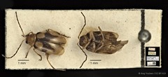 Monolepta signata•&copy; Ang Yuchen•CC BY 4.0