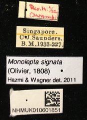 Monolepta signata•All Rights ReservedMuseum Label
