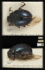 Nisotra sp. "ca45c143"•&copy; Ang Yuchen•CC BY 4.0