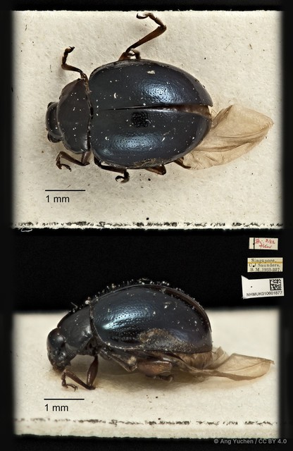 Nisotra sp. "ca45c143"•&copy; Ang Yuchen•CC BY 4.0