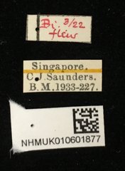 Nisotra sp. "ca45c143"•All Rights ReservedMuseum Label