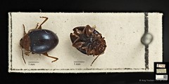 Nisotra chrysomeloides•&copy; Ang Yuchen•CC BY 4.0