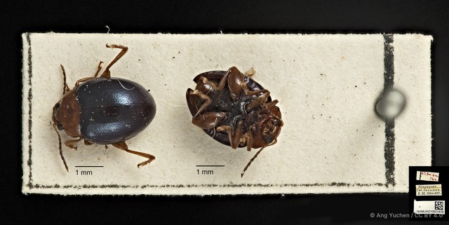 Nisotra chrysomeloides•&copy; Ang Yuchen•CC BY 4.0