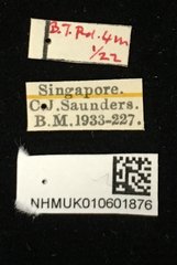 Nisotra chrysomeloides•All Rights ReservedMuseum Label