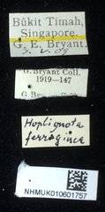 Notosacantha rufa•All Rights ReservedMuseum Label