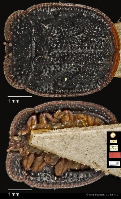 Notosacantha singaporica•&copy; Ang Yuchen•CC BY 4.0