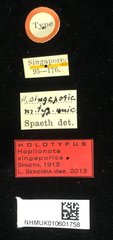 Notosacantha singaporica•All Rights ReservedMuseum Label