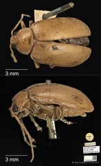Ochralea nigripes•&copy; Ang Yuchen•CC BY 4.0