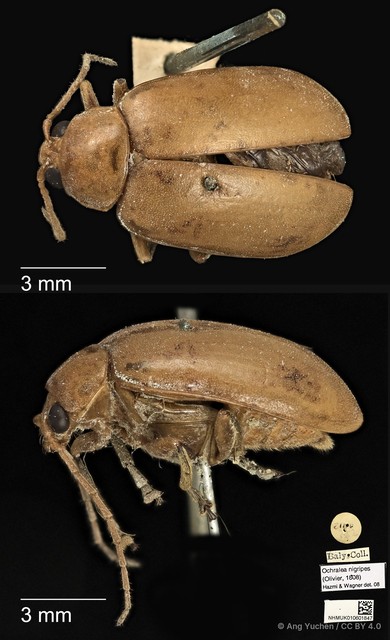Ochralea nigripes•&copy; Ang Yuchen•CC BY 4.0