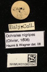 Ochralea nigripes•All Rights ReservedMuseum Label