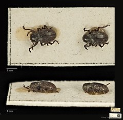Pachnephorus bretinghami•&copy; Ang Yuchen•CC BY 4.0