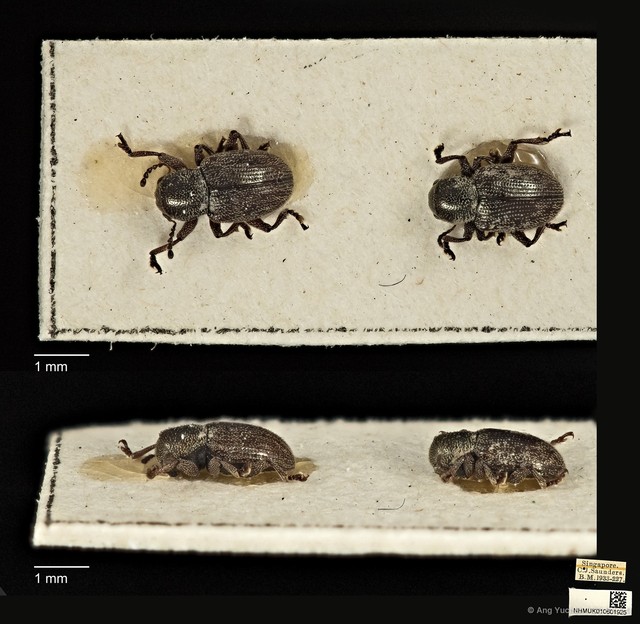 Pachnephorus bretinghami•&copy; Ang Yuchen•CC BY 4.0