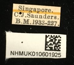 Pachnephorus bretinghami•All Rights ReservedMuseum Label