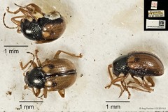 Pagria grata•&copy; Ang Yuchen•CC BY 4.0