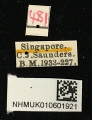 Pagria grata•All Rights ReservedMuseum Label