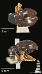 Pagria grata•&copy; Ang Yuchen•CC BY 4.0