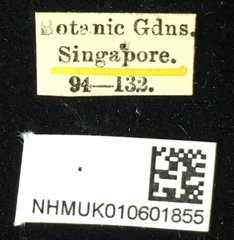 Palpoxena jacobyi•All Rights ReservedMuseum Label