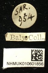 Palpoxena jacobyi•All Rights ReservedMuseum Label