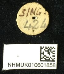 Palpoxena shayakhmetovai•All Rights ReservedMuseum Label