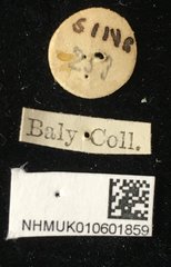 Palpoxena shayakhmetovai•All Rights ReservedMuseum Label