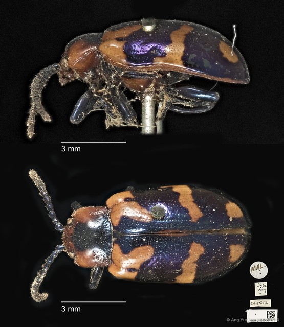 Phyllocharis undulata•&copy; Ang Yuchen•CC BY 4.0
