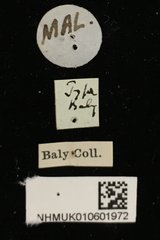 Phyllocharis undulata•All Rights ReservedMuseum Label
