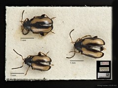 Phyllotreta striolata•&copy; Ang Yuchen•CC BY 4.0