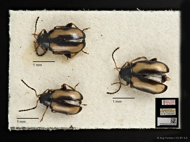Phyllotreta striolata•&copy; Ang Yuchen•CC BY 4.0