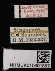 Phyllotreta striolata•All Rights ReservedMuseum Label