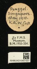 Phytorus dilatatus•All Rights ReservedMuseum Label