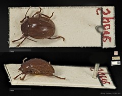 Phytorus dilatatus•&copy; Ang Yuchen•CC BY 4.0
