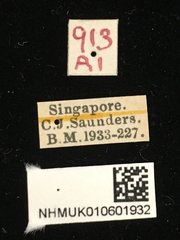 Phytorus dilatatus•All Rights ReservedMuseum Label