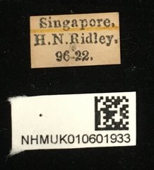 Phytorus pinguis•All Rights ReservedMuseum Label