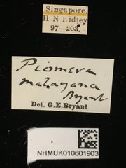 Piomera malayana•All Rights ReservedMuseum Label