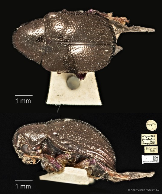Platycorynus parvulus•&copy; Ang Yuchen•CC BY 4.0