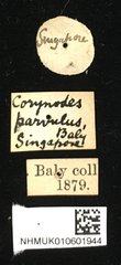 Platycorynus parvulus•All Rights ReservedMuseum Label