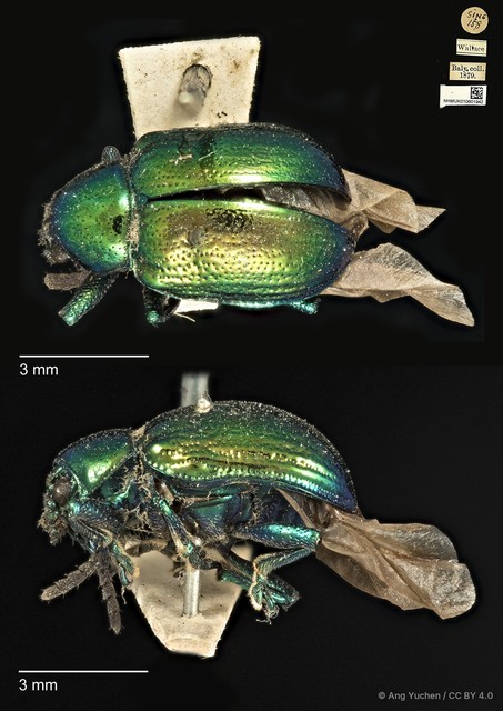 Platycorynus•&copy; Ang Yuchen•CC BY 4.0