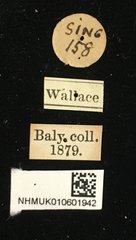 Platycorynus•All Rights ReservedMuseum Label