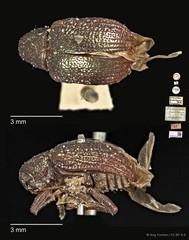 Platycorynus•&copy; Ang Yuchen•CC BY 4.0