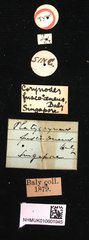 Platycorynus•All Rights ReservedMuseum Label