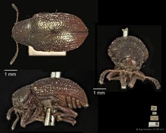 Platycorynus•&copy; Ang Yuchen•CC BY 4.0
