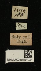 Platycorynus•All Rights ReservedMuseum Label