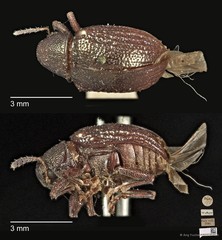 Platycorynus•&copy; Ang Yuchen•CC BY 4.0
