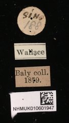 Platycorynus•All Rights ReservedMuseum Label